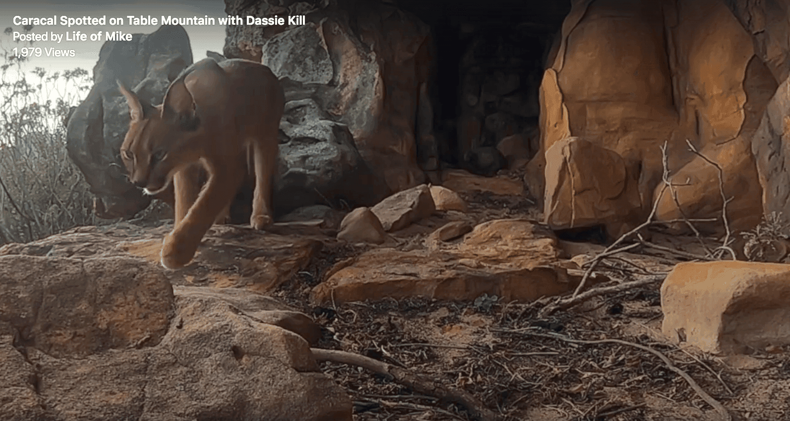 WATCH: Rare video footage of Caracal on Table Mountain