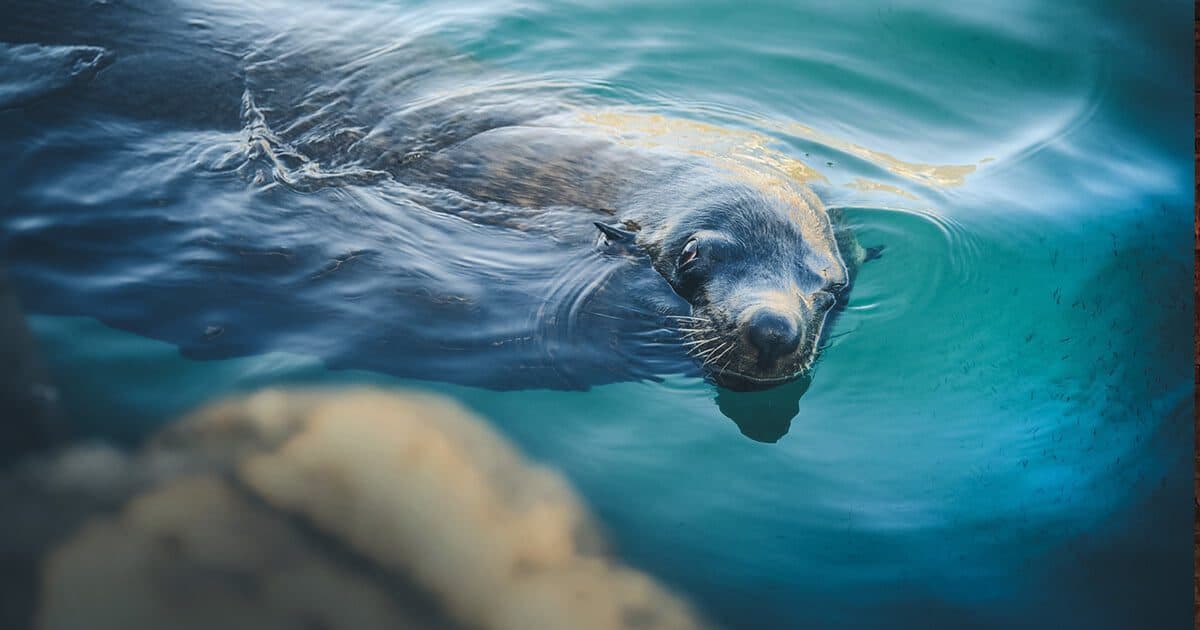 Budget Friendly Fun In Cape Town