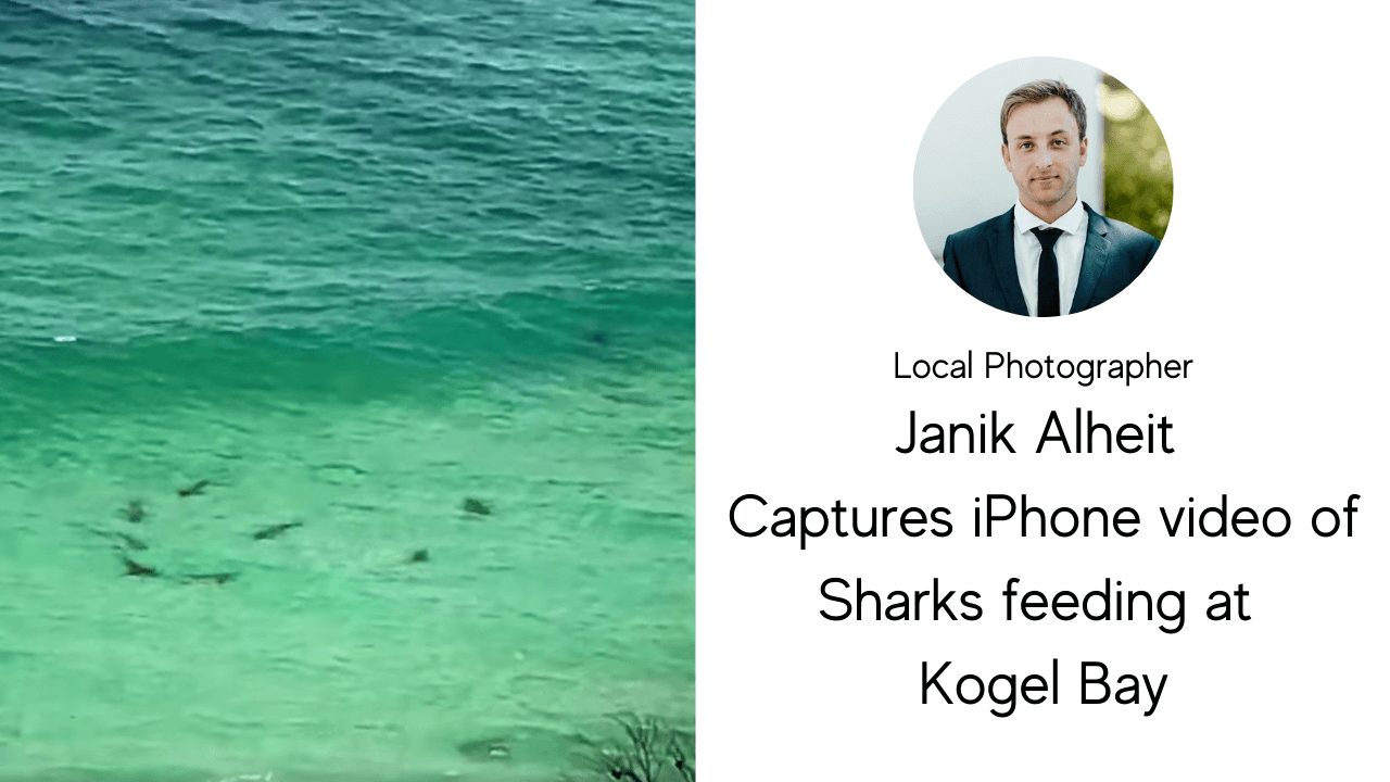 Sharks feeding on a bait ball, Kogel Bay