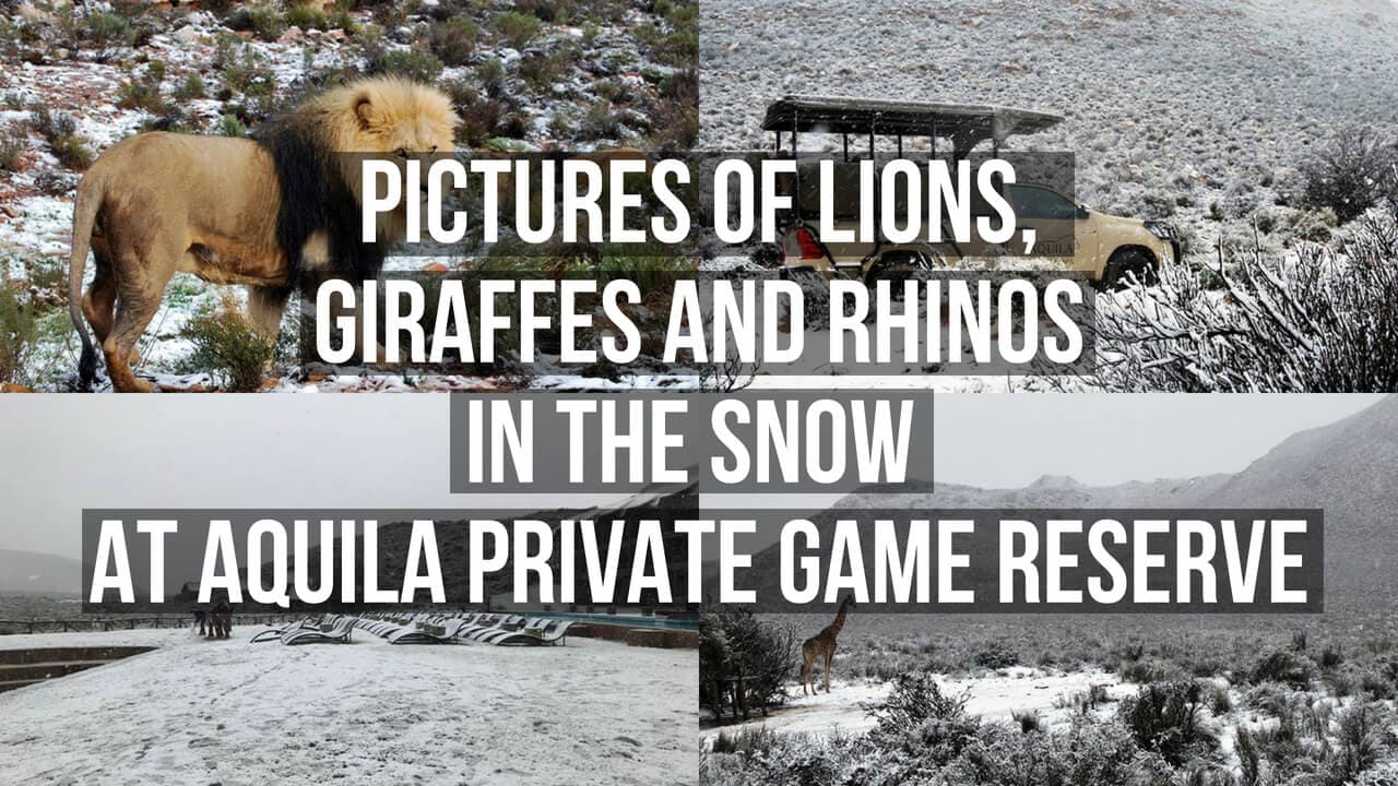 Big 5 Roam the snow at Aquila Private Game Reserve.