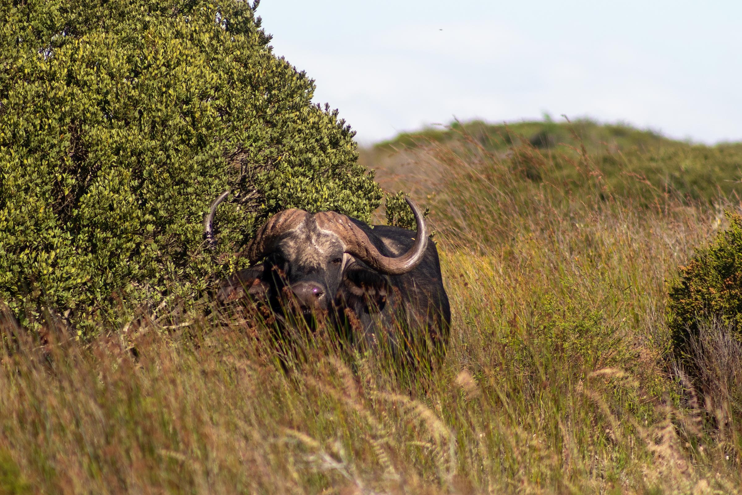 Thali Thali Game Lodge: A Cape Treasure Where Time Stands Still