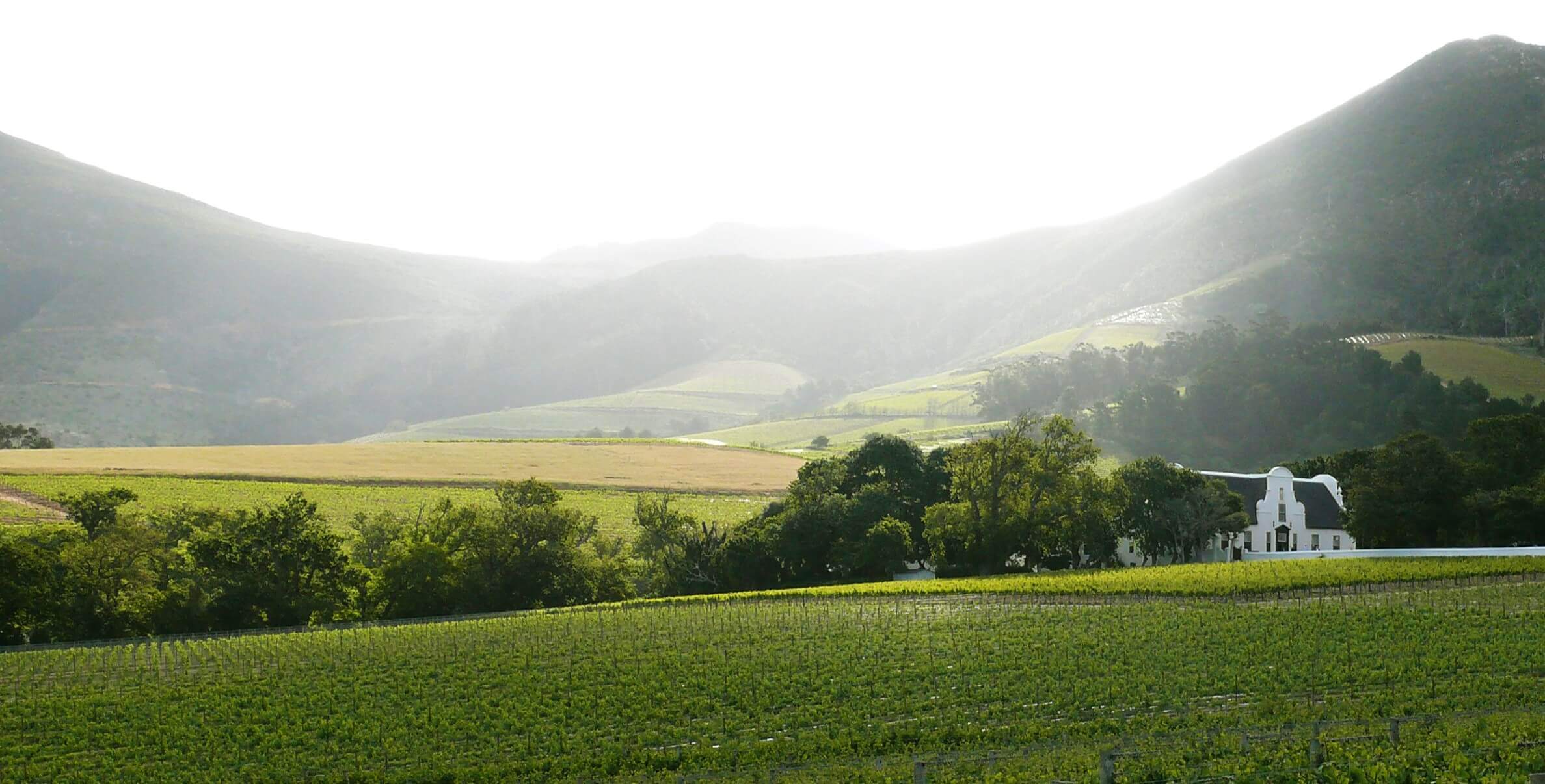 SA’S Oldes Wine Estate Celebrates 334 Years of Uninterrupted Wine Production