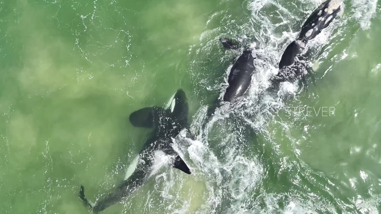 Southern right mother and calf stay together after four hours with two orcas off Plett