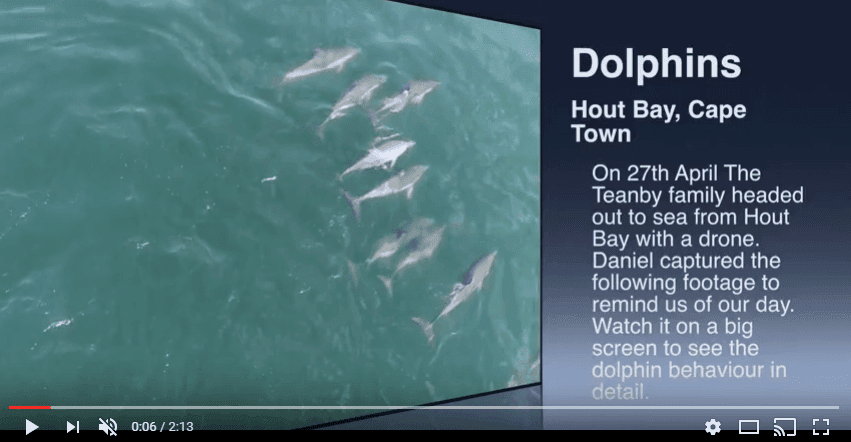 So Many Dolphins!