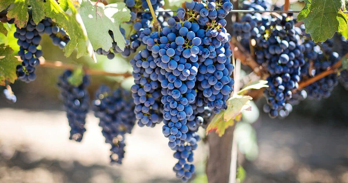 A Guide To Wine Tasting In Cape Town