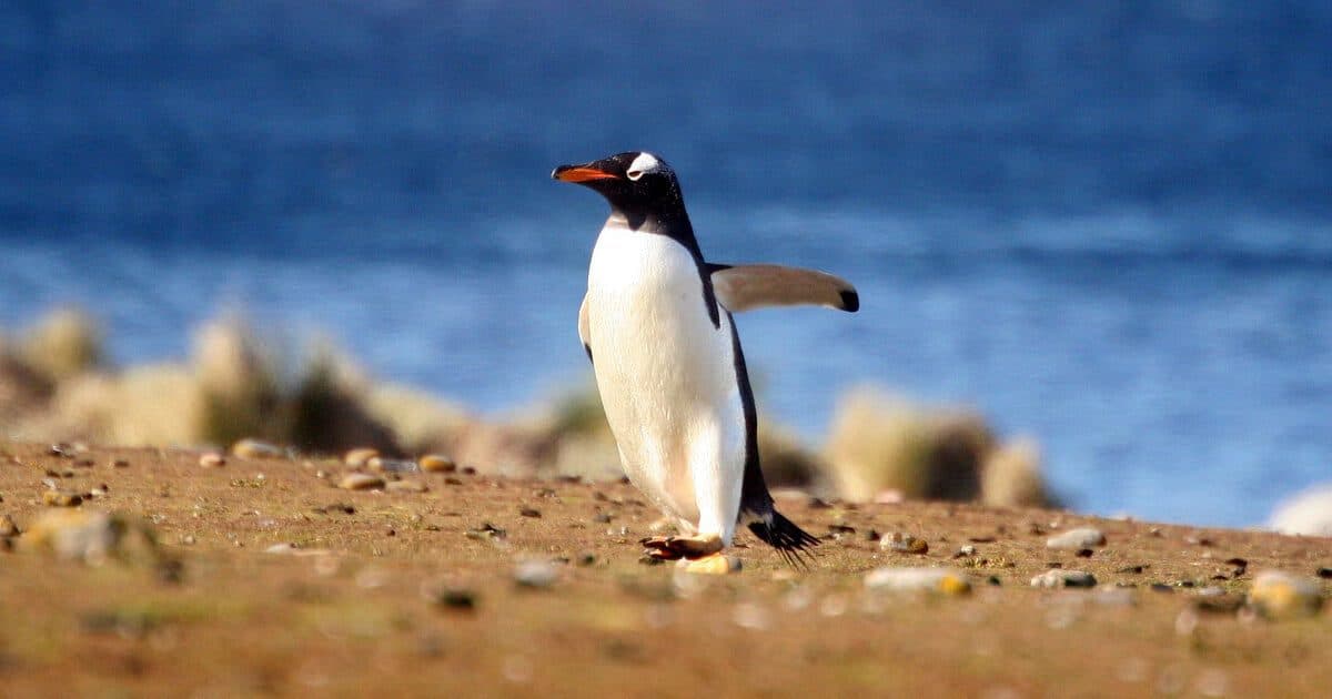 How To Save Water Like A Penguin