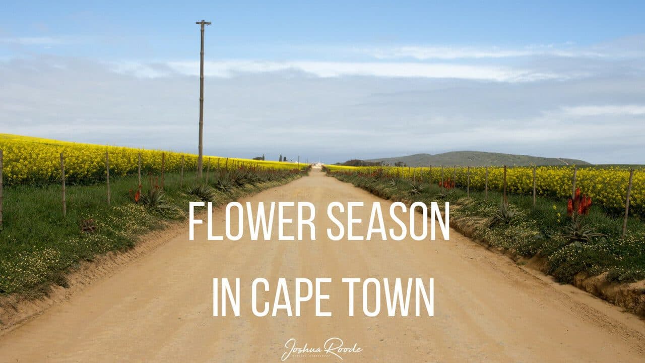 It's flower season in Cape Town