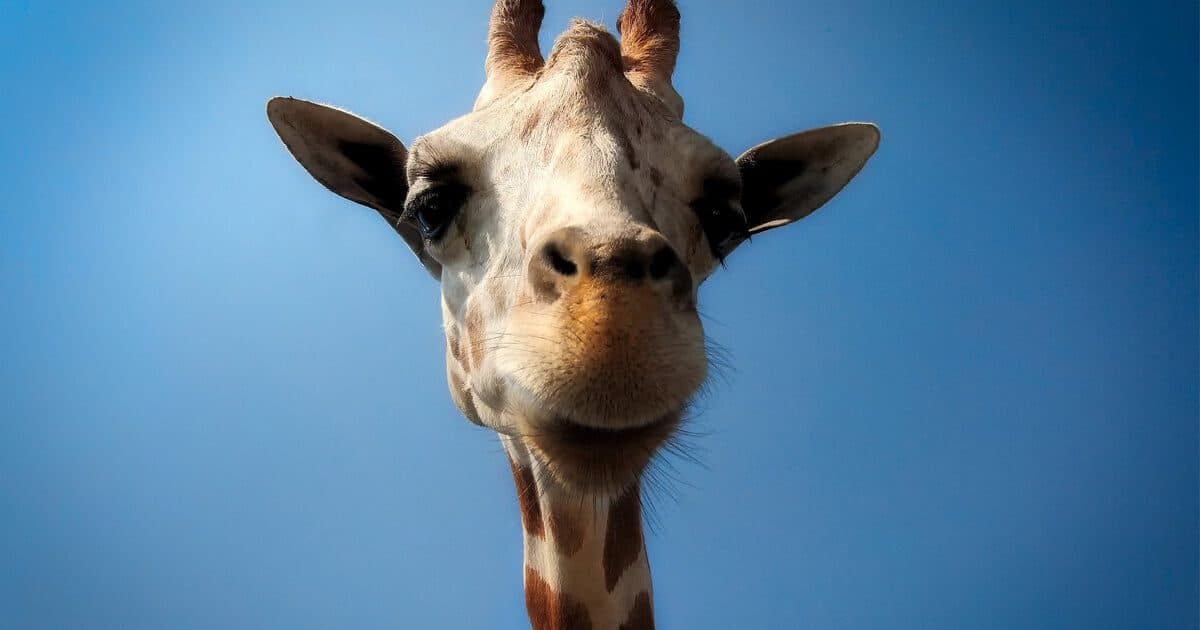 10 Animal Outings With Kids In Cape Town
