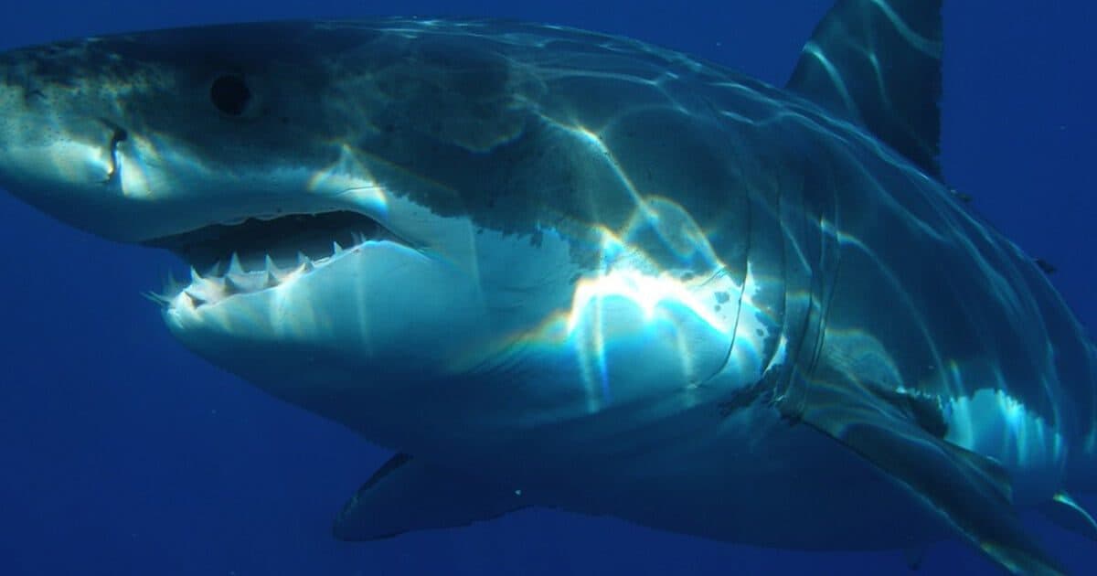 V&A's Plastic Eating 'Shark' the Solution To Sea Pollution?