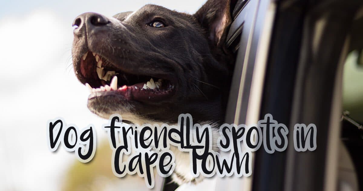 Dog Friendly Spots In Cape Town