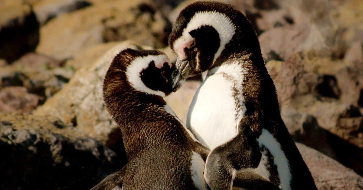 10 Romantic Date Ideas In Cape Town