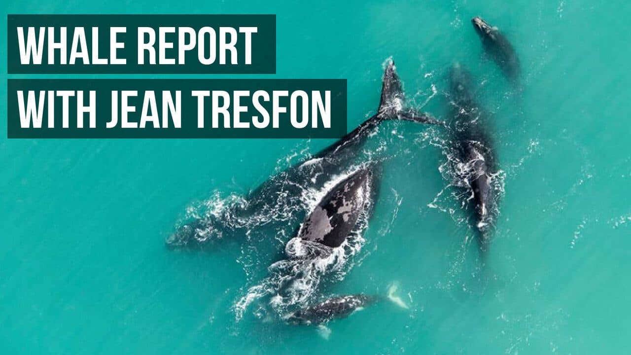 Good news for all the whale lovers out there!
